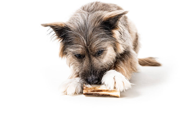 Bison Marrow Bone