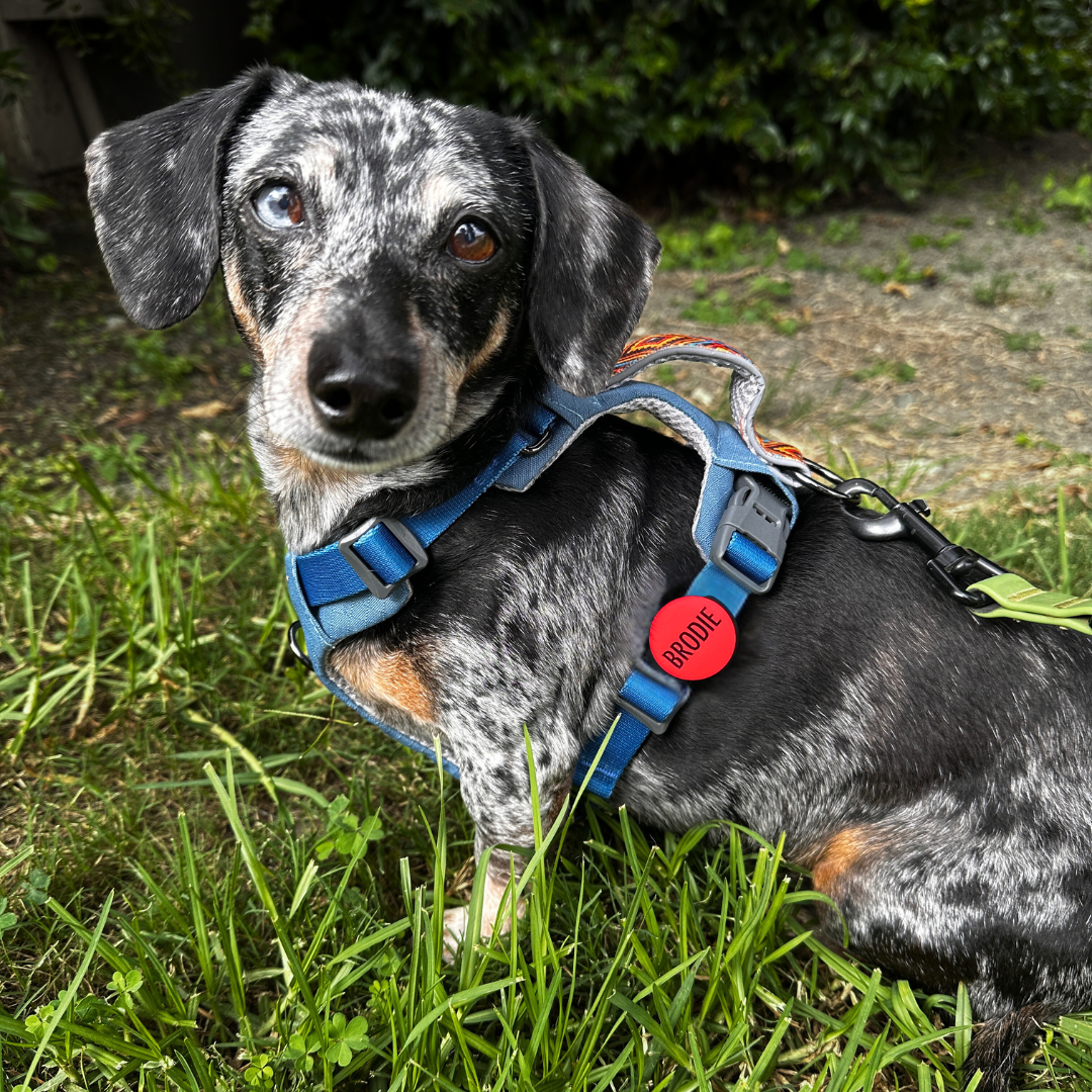 Slide-On AirTag Holder Pet ID Tag | Design Your Own