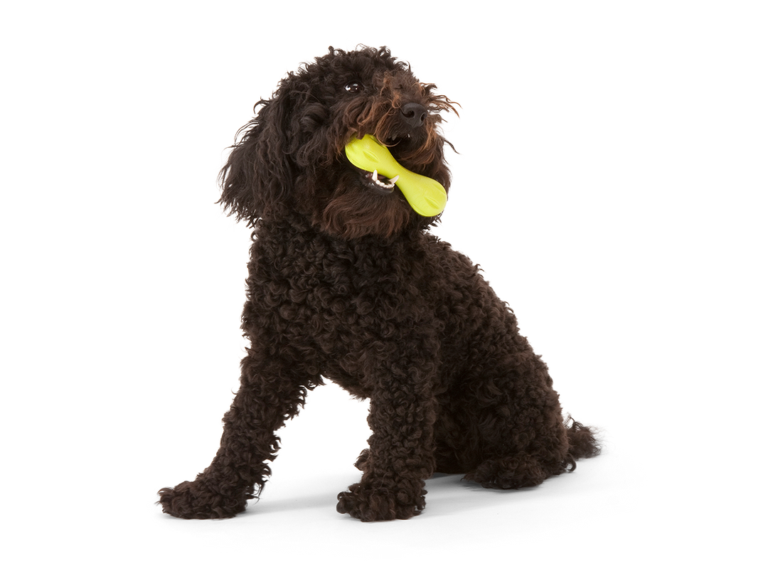Hurley® Dog Toy for Chew and Fetch