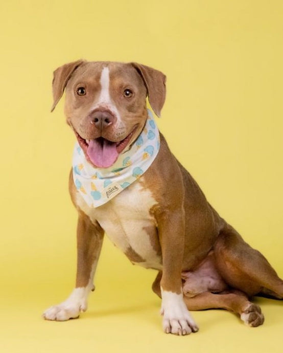 Ice Cream Bandana