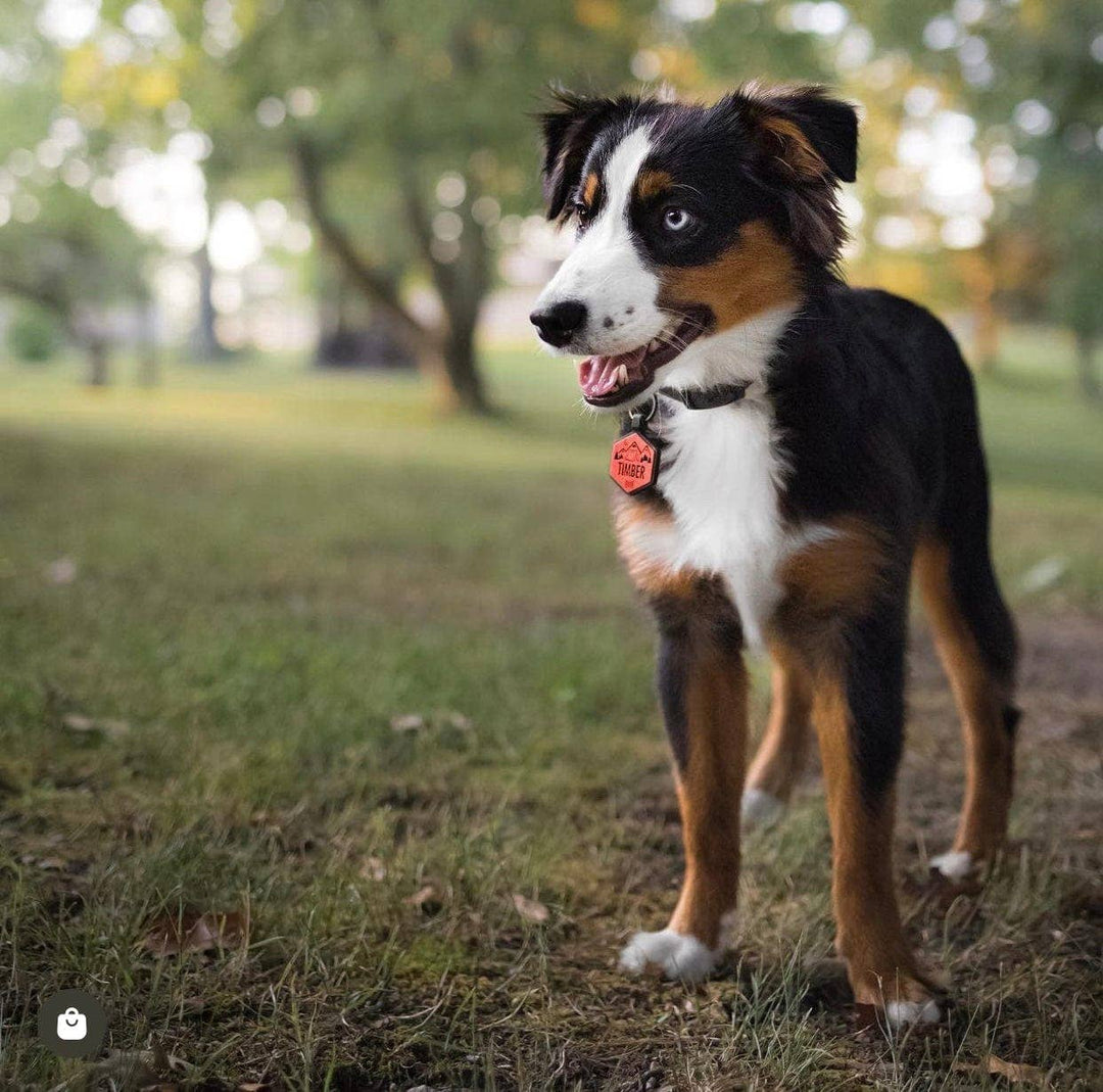Mountain Adventure Silicone Dog ID Tag