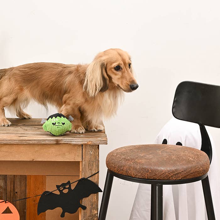 HugSmart Pet - Howloween Night | Frankenstein -Dog Ball Toy