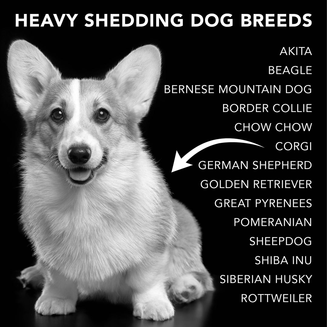 THE SHEDDER | SHAMPOO FOR DOGS WHO SHED