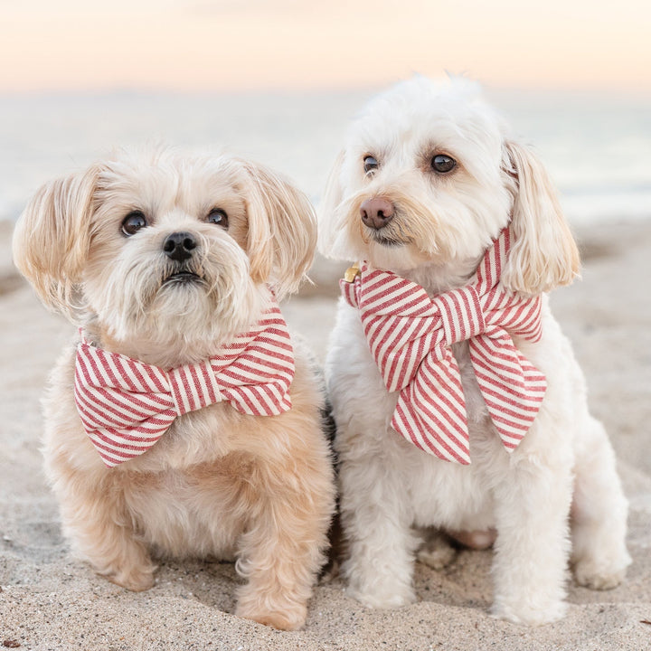 Dog Bow Tie