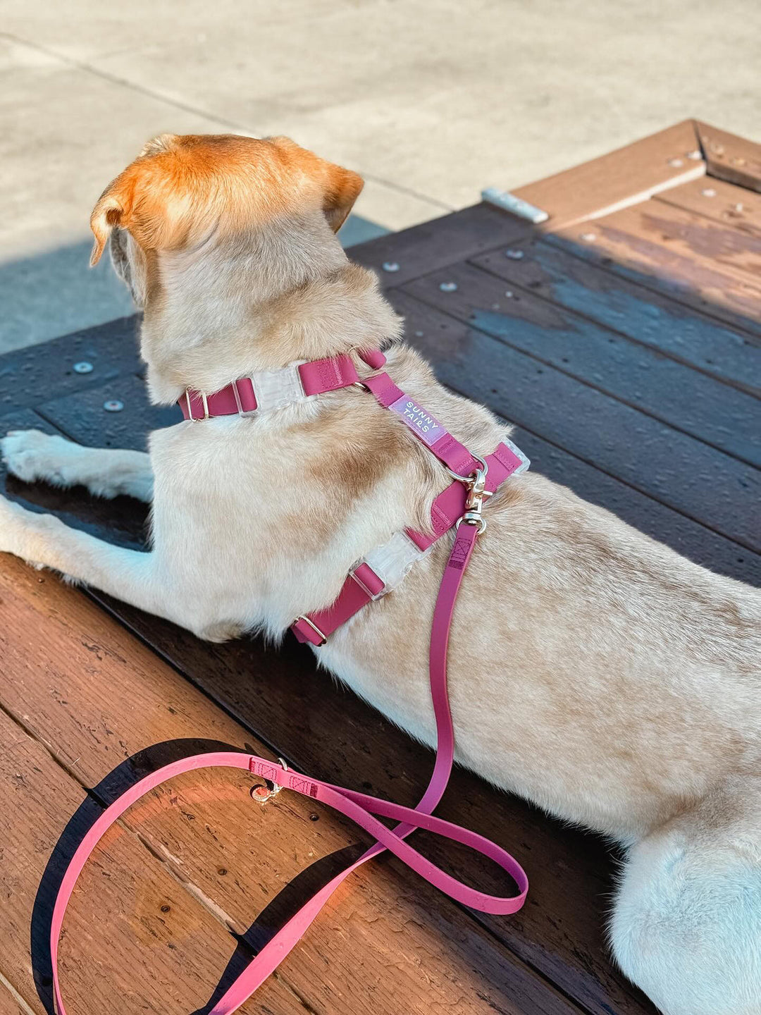 Cloud Lite Harness