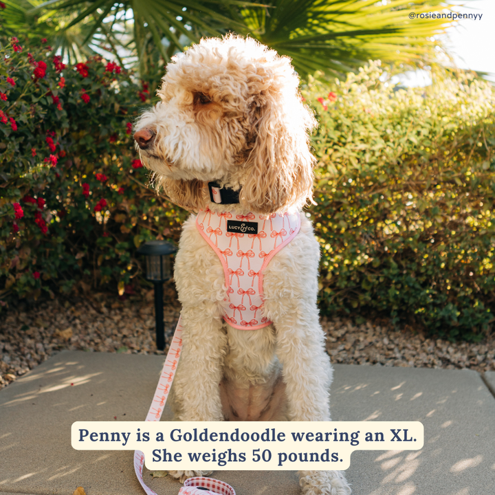Reversible Harness