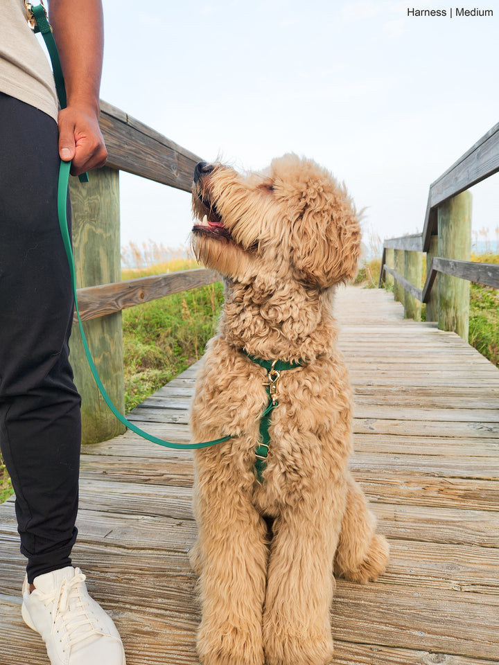 Cloud Lite Harness