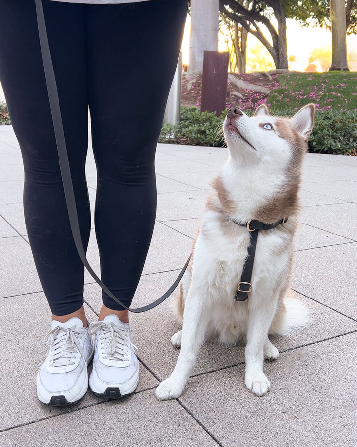 Cloud Lite Harness