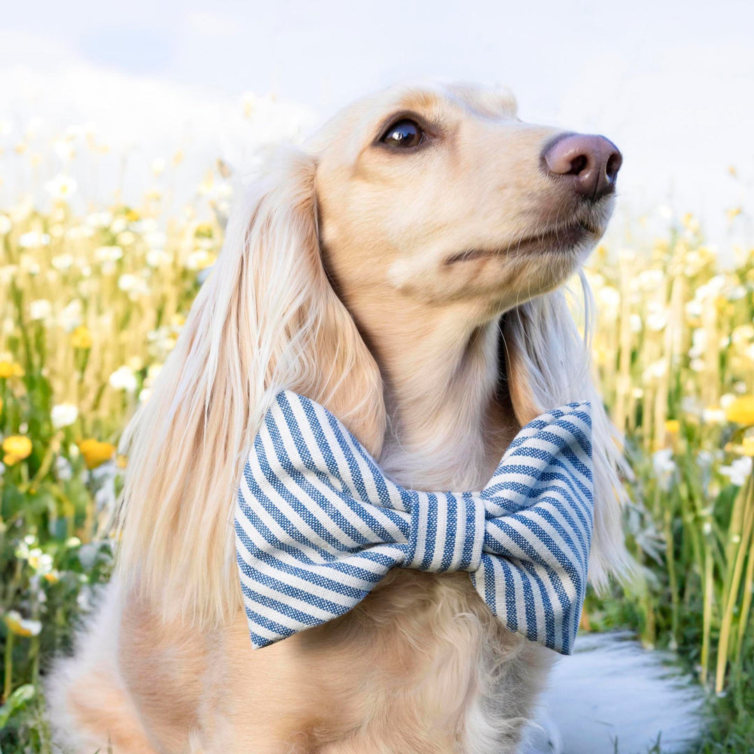 Lake Blue Stripe Summer Dog Bow Tie