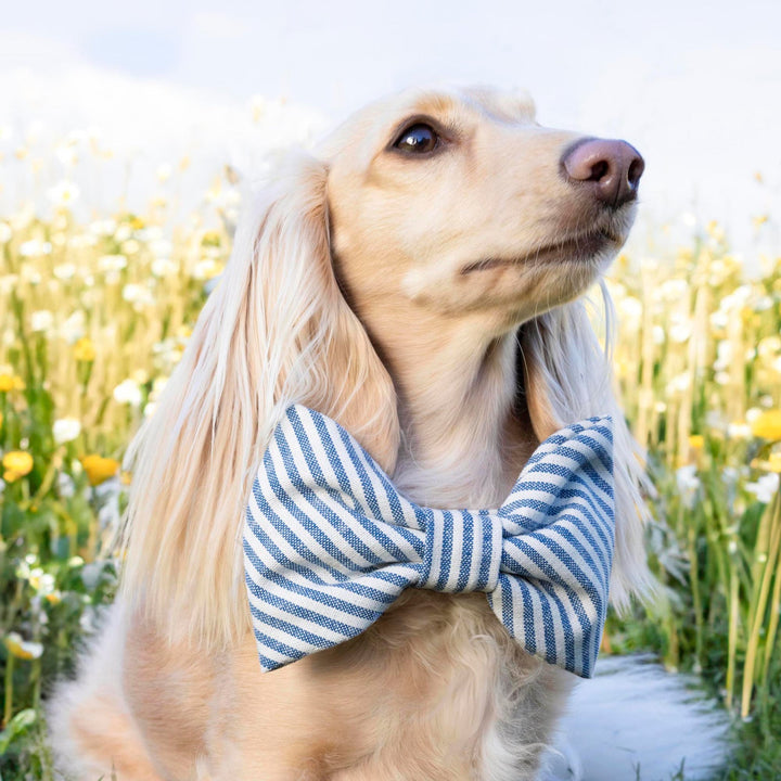 Lake Blue Stripe Summer Dog Bow Tie