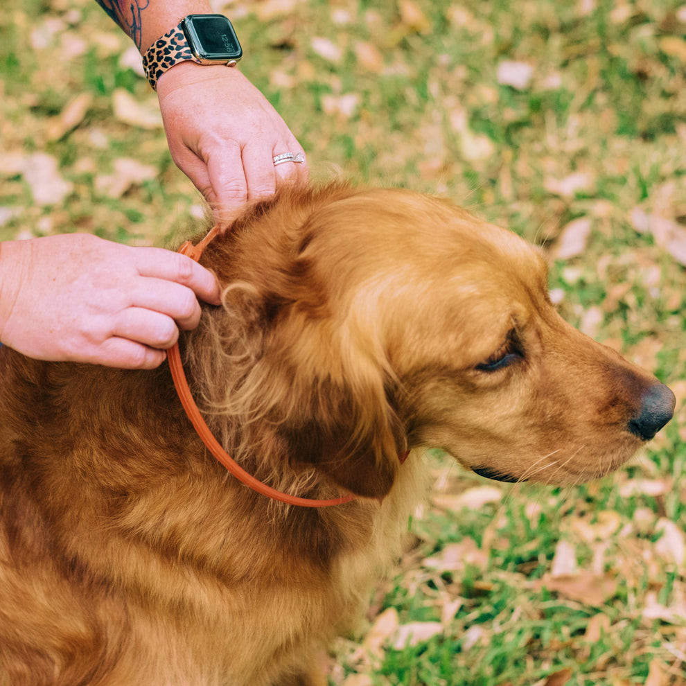 Flea & Tick Collar for Dogs + Cats with Natural Essential Oils