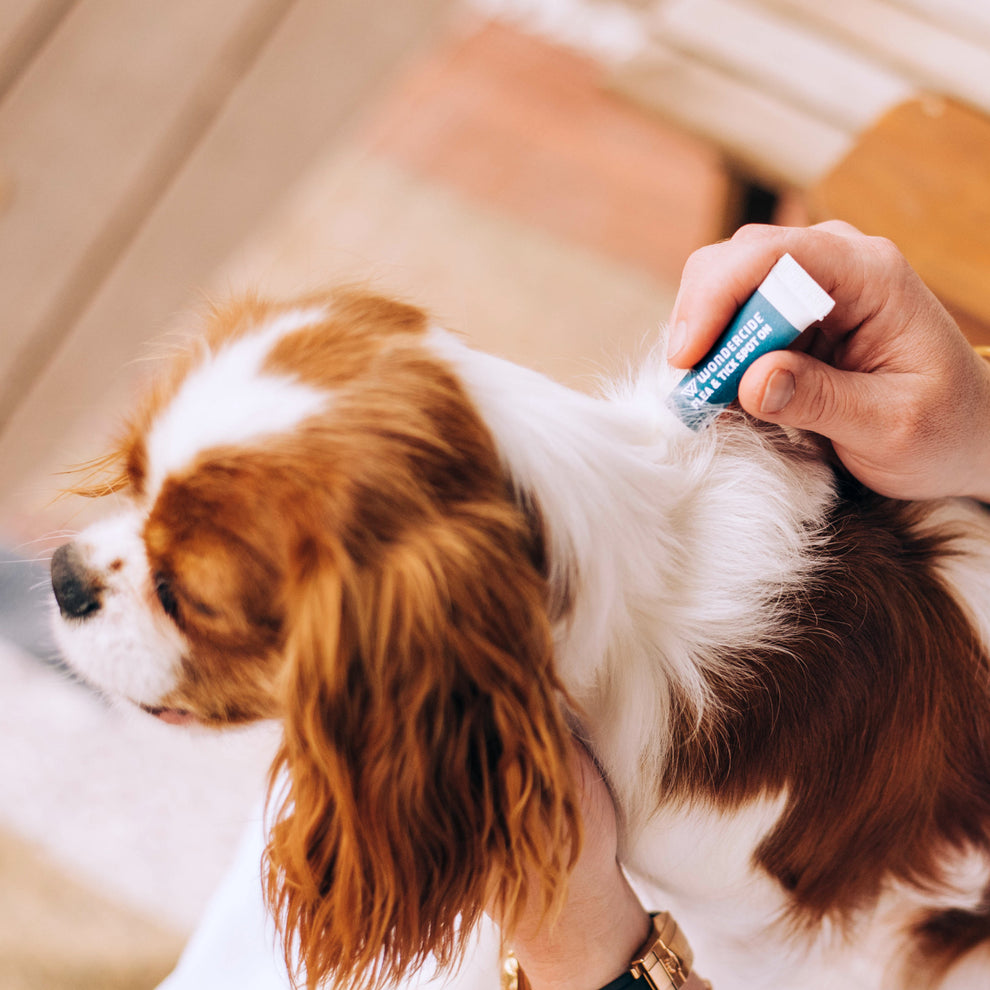 Flea & Tick Spot On for Dogs + Cats with Natural Essential Oils