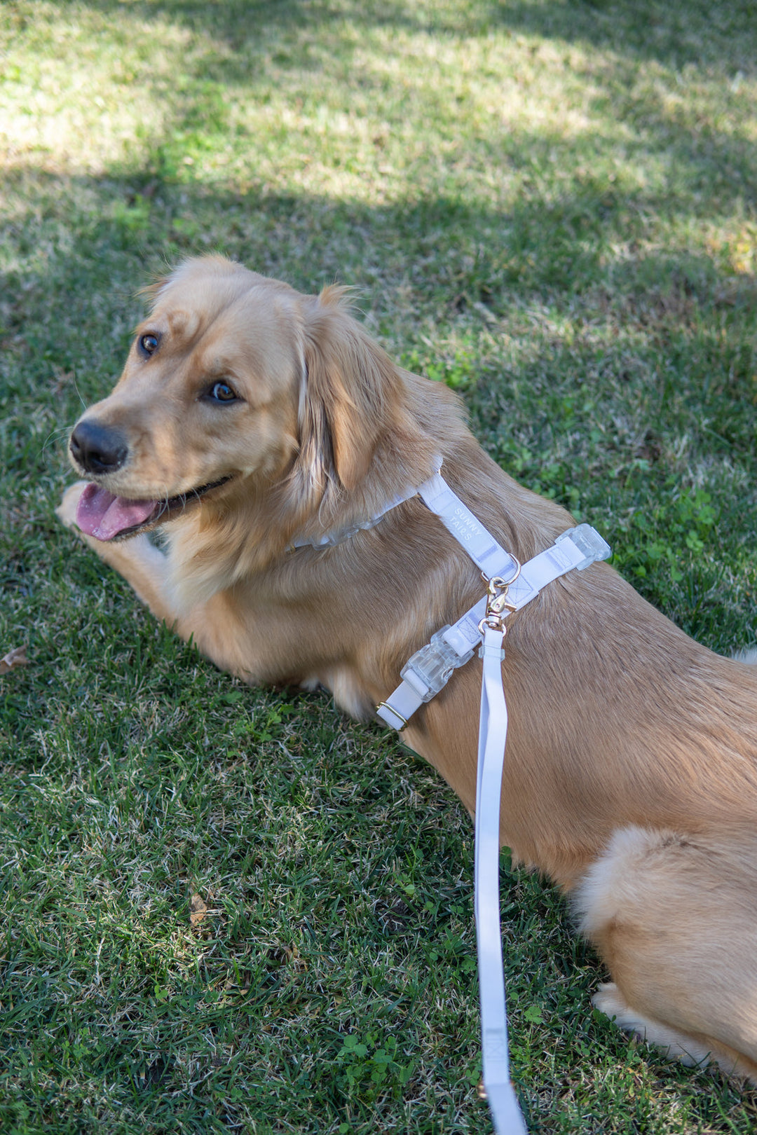 Cloud Lite Harness