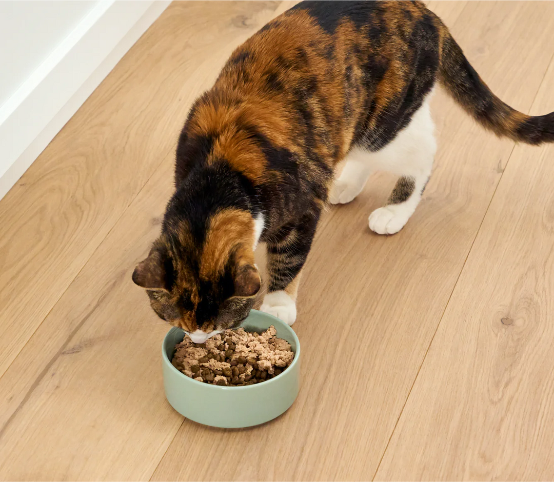 Silky Mousse Topper for Cats