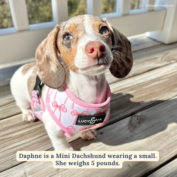 Reversible Harness