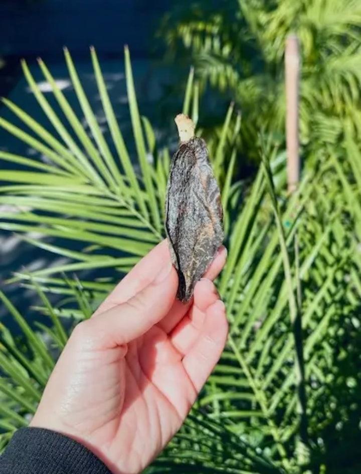 Real.Dog Wild-Caught Anchovy