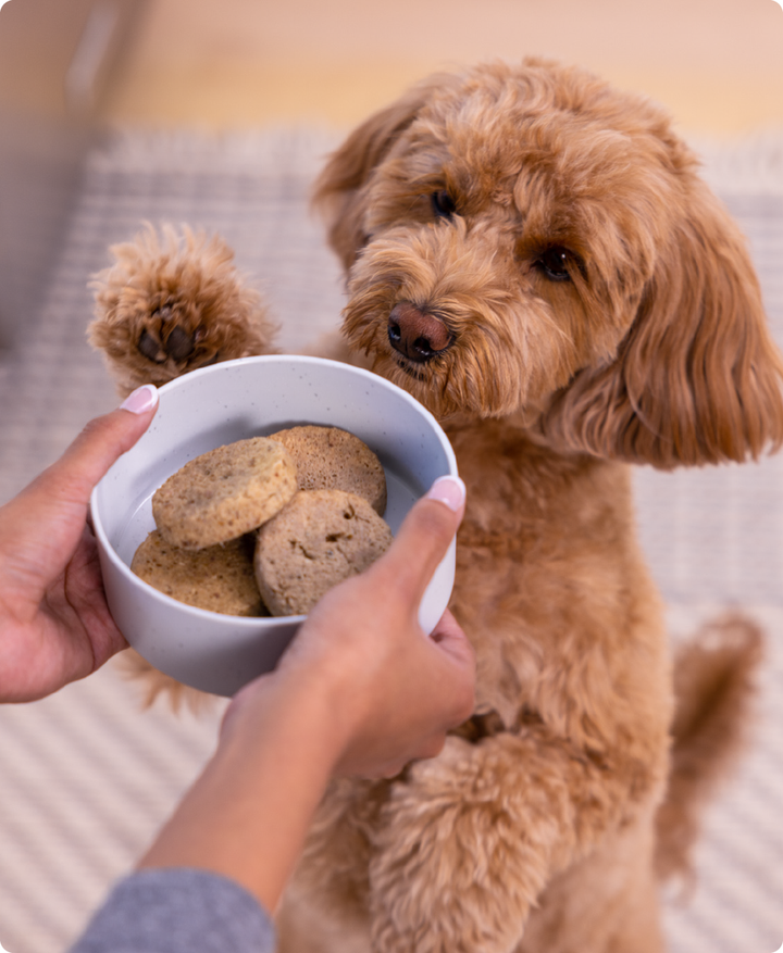 Grass-Fed Beef Freeze-Dried Raw Patties for Dogs