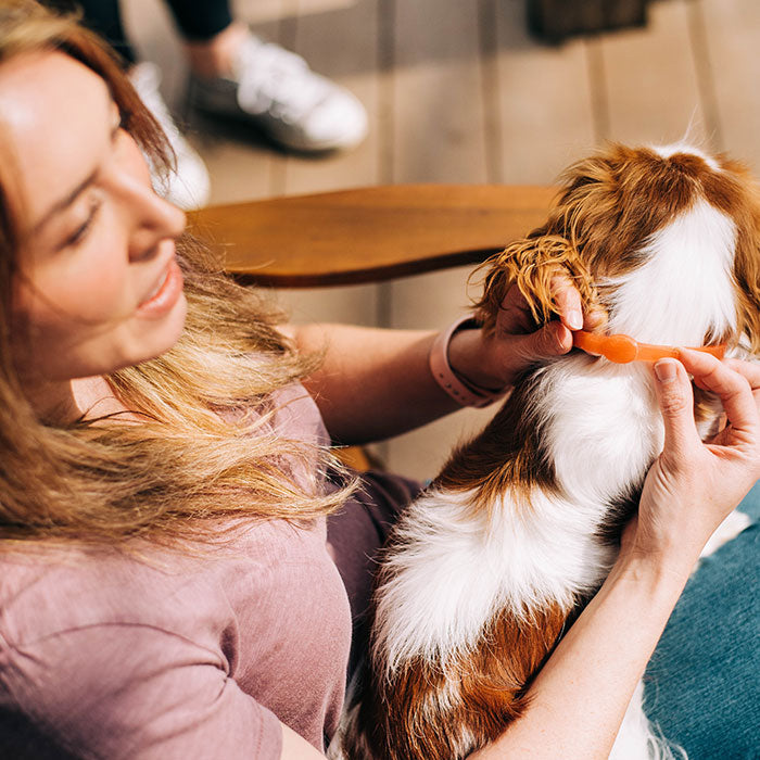Flea & Tick Collar for Dogs + Cats with Natural Essential Oils