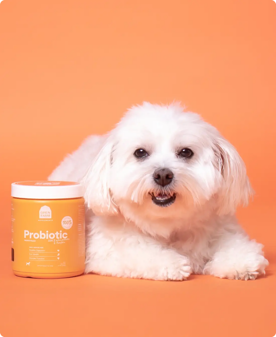 Probiotic Supplement Chews for Dogs