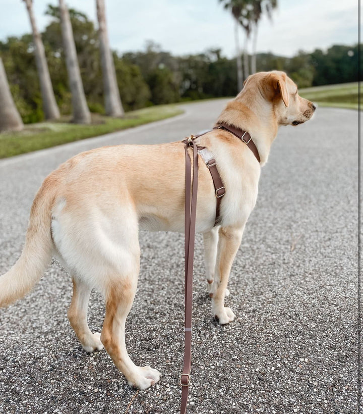 Cloud Lite Harness