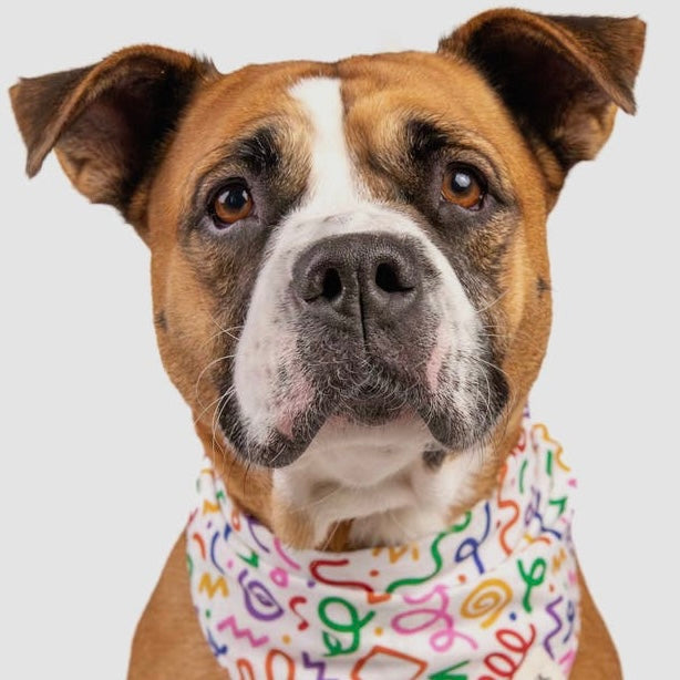 Barkday Confetti Bandana