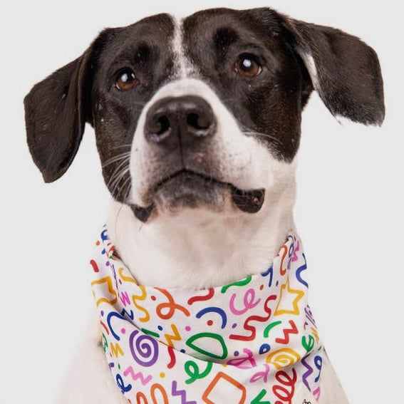 Barkday Confetti Bandana