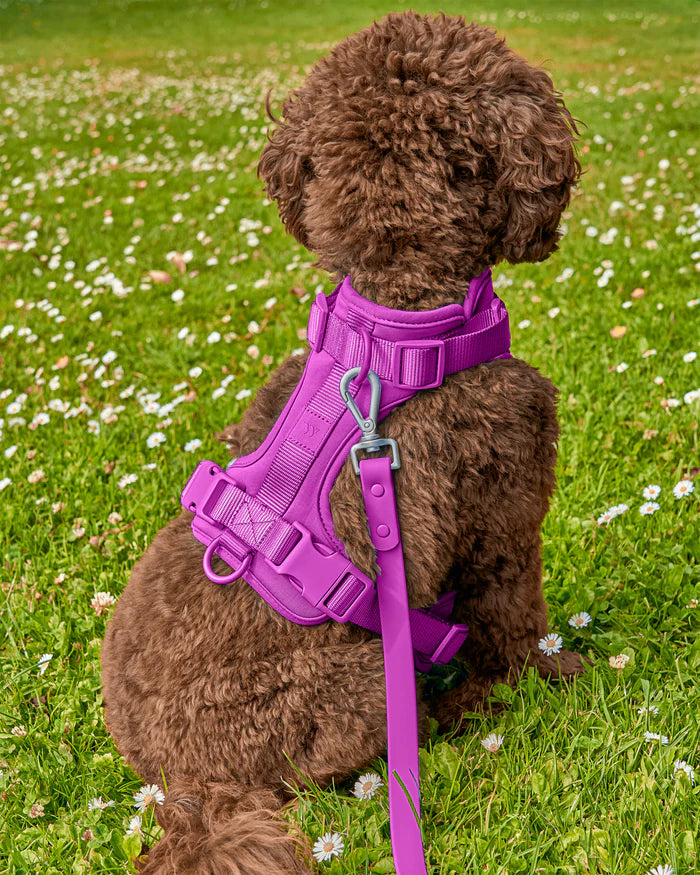 Adjustable Comfort Dog Harness