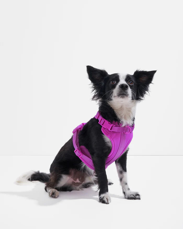 Adjustable Comfort Dog Harness