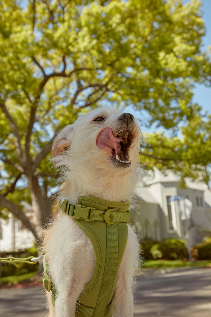 Adjustable Comfort Dog Harness