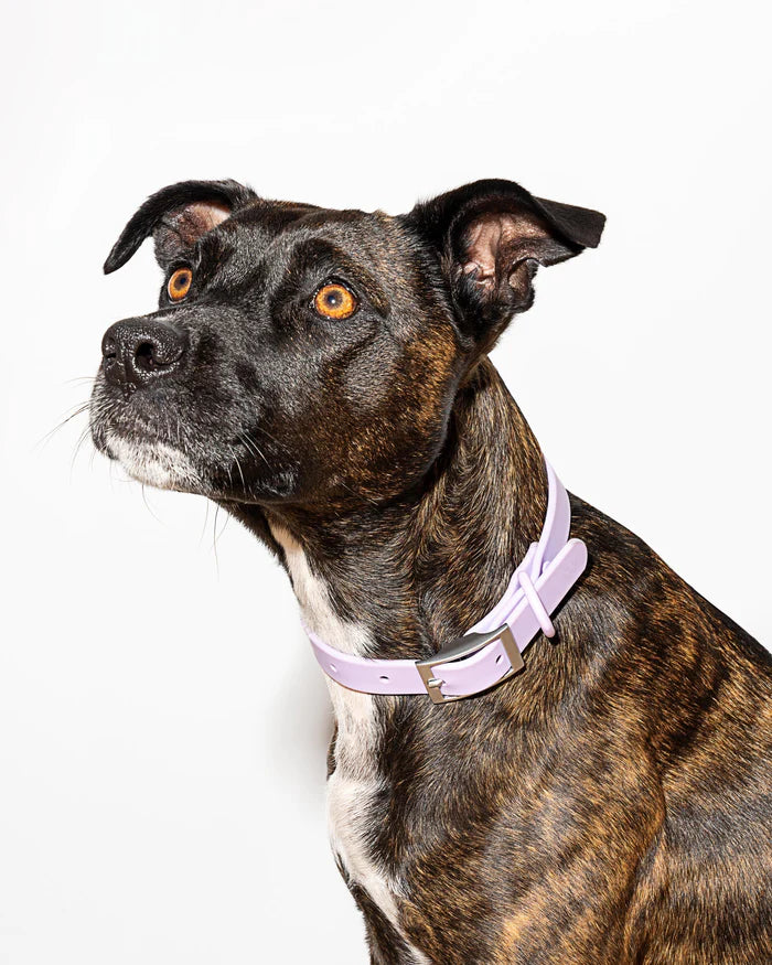 Adjustable Dog Collar