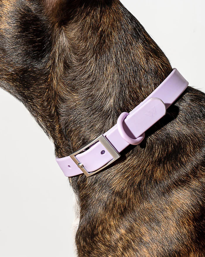 Adjustable Dog Collar