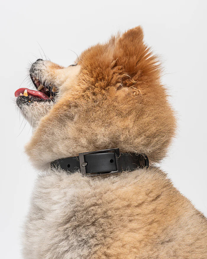 Adjustable Dog Collar