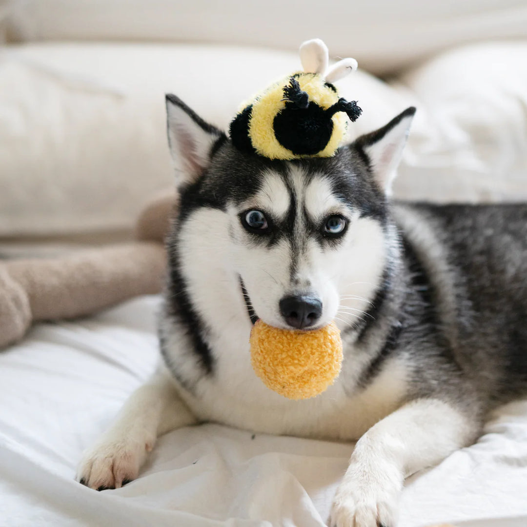 Bee Pop - Enrichment Toy