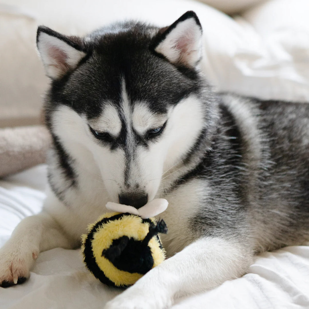 Bee Pop - Enrichment Toy