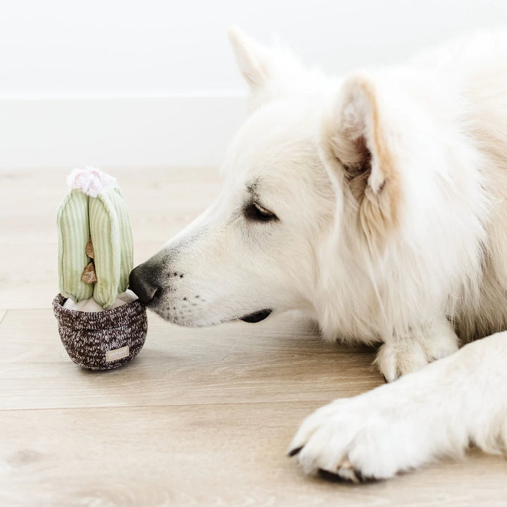 Cactus - Enrichment Toy
