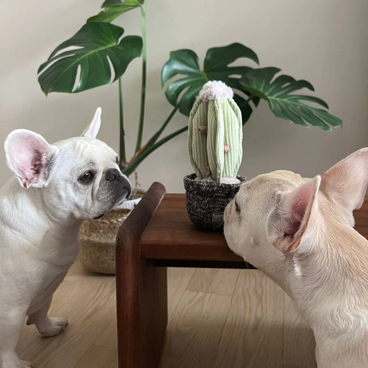 Cactus - Enrichment Toy