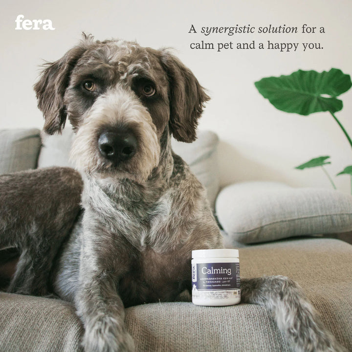 Calming Support Supplement for Dogs & Cats