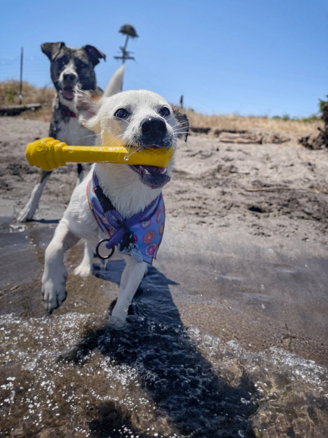 Hive Fetch Stick - Fragrance Free