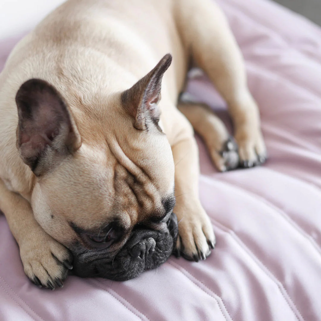 MAATIN Rectangular Pet Bed