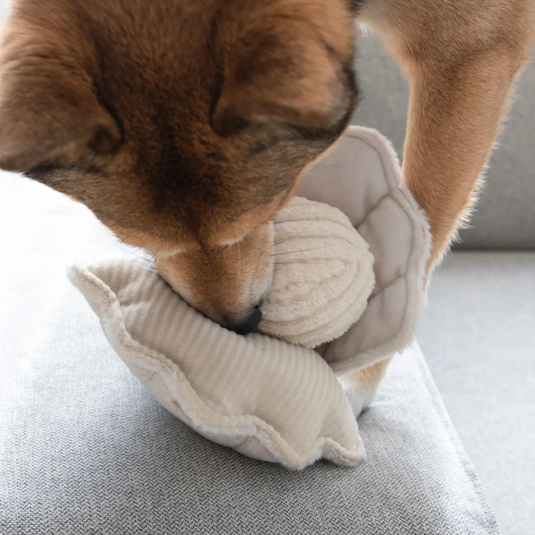 Oyster Pop - Enrichment Toy