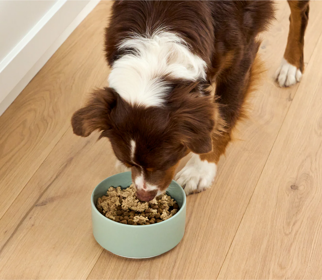 Silky Mousse Topper for Dogs