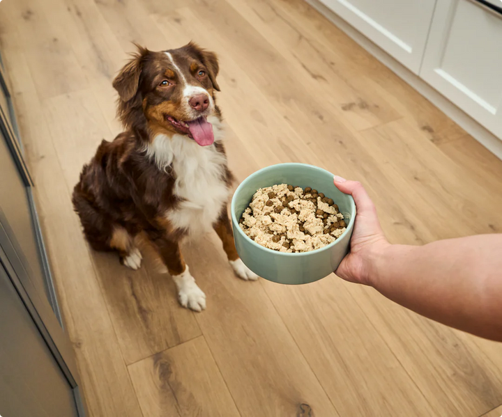 Silky Mousse Topper for Dogs