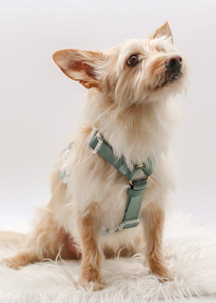 Classic Harness