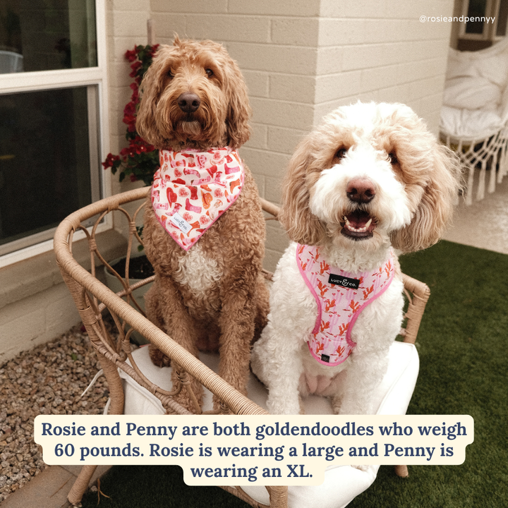 Reversible Harness