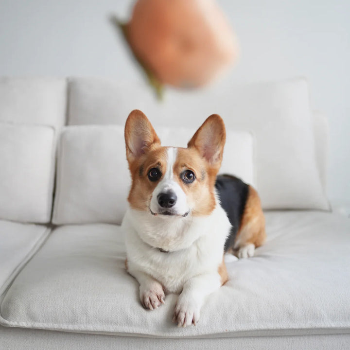 Persimmon Snuffle Toy