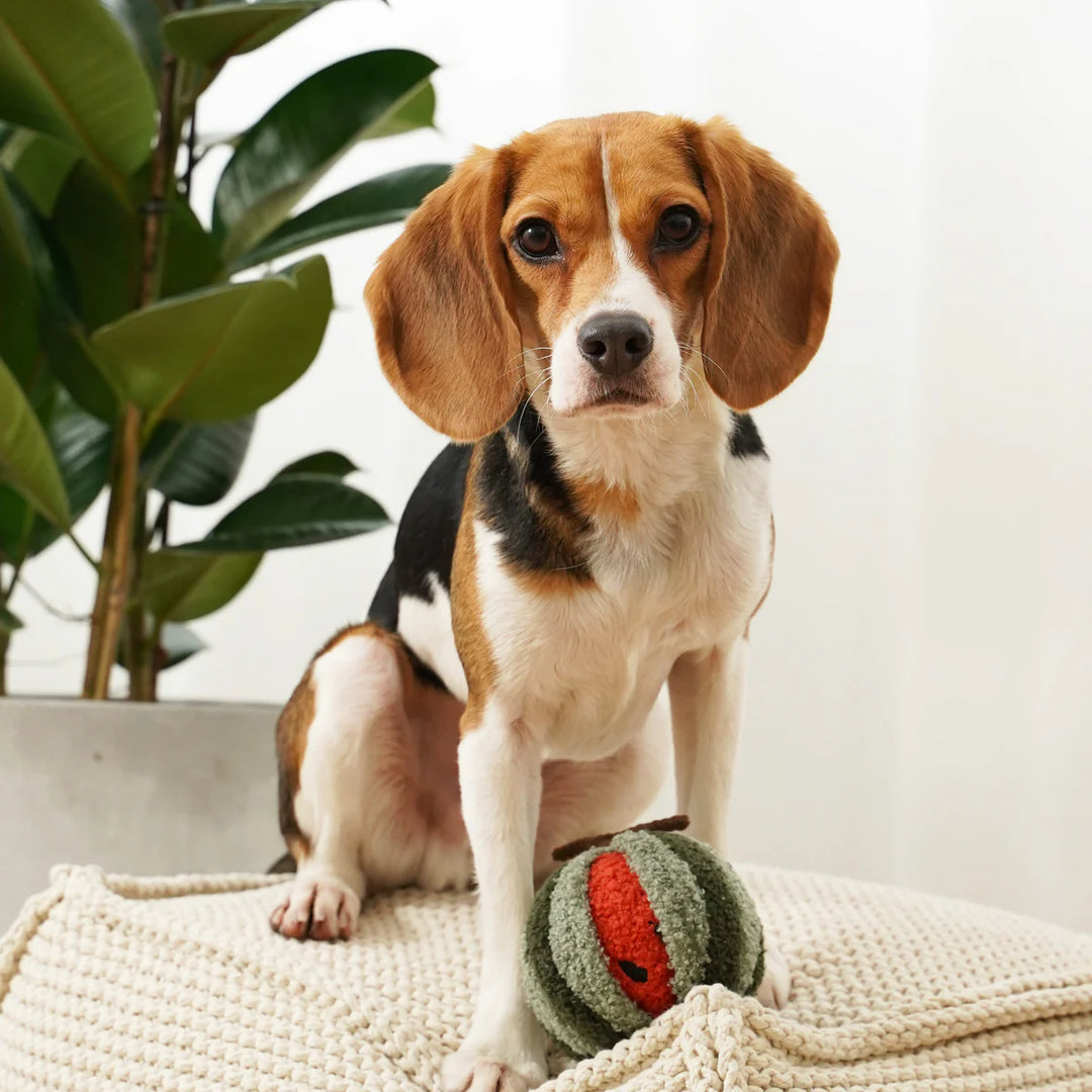 Watermelon Pop Snuffle Toy