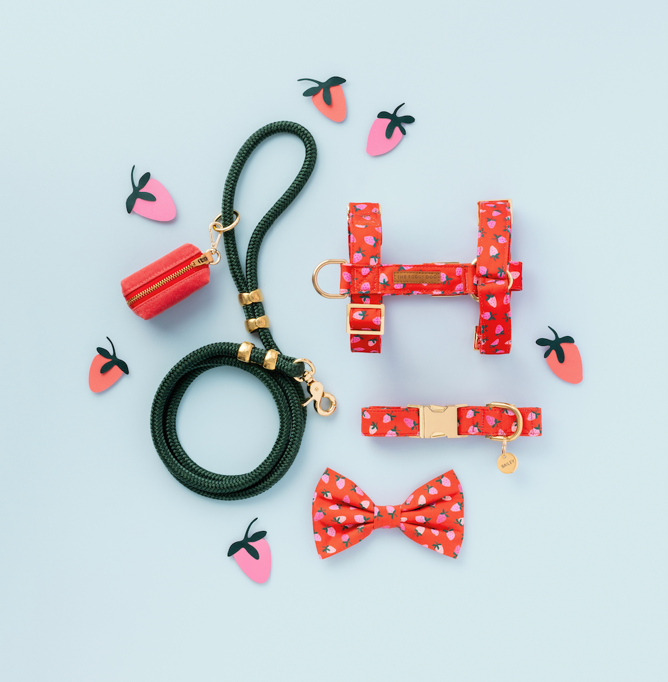 Dog Bow Tie