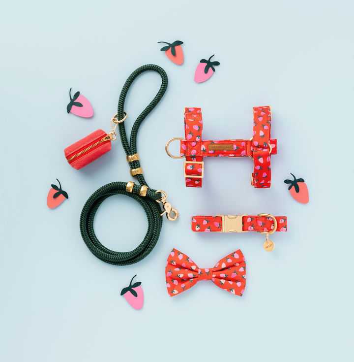 Dog Bow Tie
