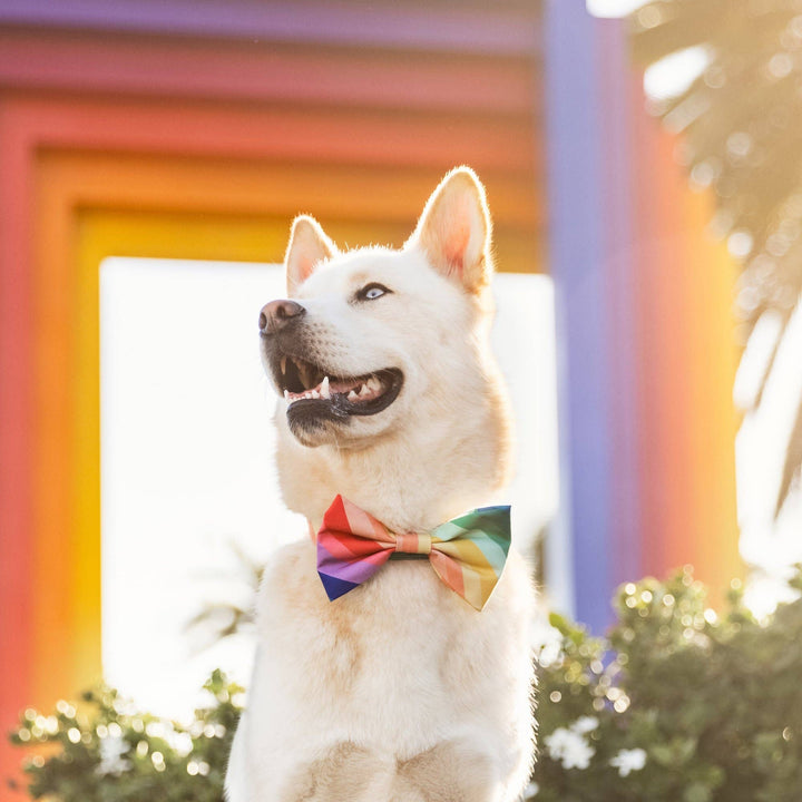 Dog Bow Tie