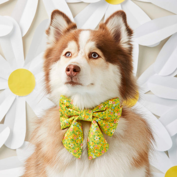 Dog Bow Tie